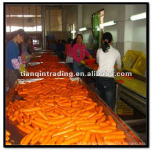wholesale carrots from China